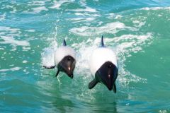 avistaje_de_toninas_overas_Delfin_patagonico-1