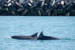 avistaje_de_toninas_overas_Delfin_patagonico-10