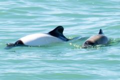 avistaje_de_toninas_overas_Delfin_patagonico-11