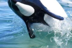 avistaje_de_toninas_overas_Delfin_patagonico-12