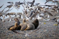 avistaje_de_toninas_overas_Delfin_patagonico-13