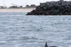 avistaje_de_toninas_overas_Delfin_patagonico-15