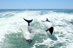 avistaje_de_toninas_overas_Delfin_patagonico-17