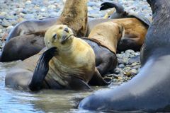 avistaje_de_toninas_overas_Delfin_patagonico-19
