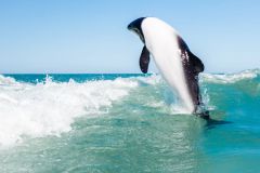 avistaje_de_toninas_overas_Delfin_patagonico-2