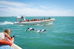 avistaje_de_toninas_overas_Delfin_patagonico-20