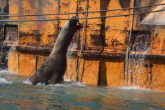 avistaje_de_toninas_overas_Delfin_patagonico-22
