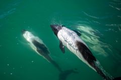 avistaje_de_toninas_overas_Delfin_patagonico-3