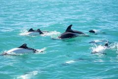 avistaje_de_toninas_overas_Delfin_patagonico-4