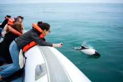 avistaje_de_toninas_overas_Delfin_patagonico-6