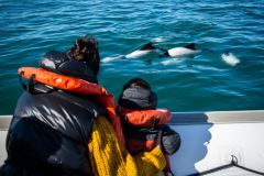 avistaje_de_toninas_overas_Delfin_patagonico-8