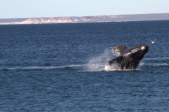 doradillo_clasico_avistaje_ballenas-14