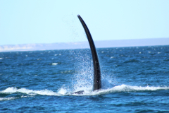 doradillo_clasico_avistaje_ballenas-5
