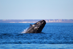 experiencia_doradillo_puerto_madryn-1