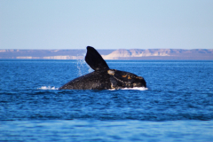 experiencia_doradillo_puerto_madryn-2