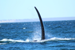 experiencia_doradillo_puerto_madryn-3