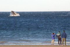 experiencia_doradillo_puerto_madryn-6