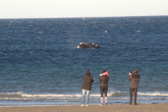 experiencia_doradillo_puerto_madryn-7