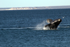 experiencia_doradillo_puerto_madryn-9