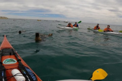 kayak-con-lobos