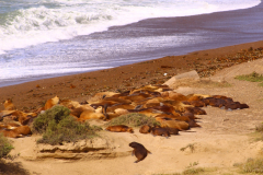 peninsula_valdes_avistaje-18