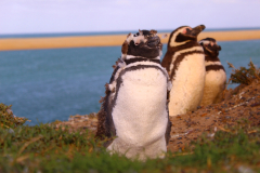 peninsula_valdes_avistaje-19