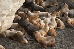 punta_loma_loberia-10