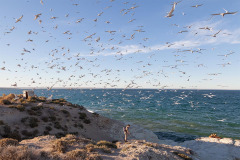 punta_loma_loberia-3