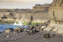 punta_loma_loberia-8