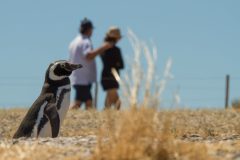 punta_tombo_clasico-1