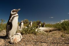 punta_tombo_clasico-3