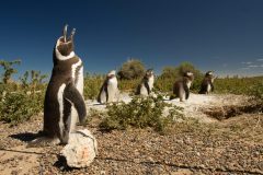 punta_tombo_clasico-4