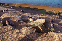 punta_tombo_clasico-8
