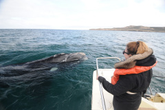 solo_ballenas_excursion-1