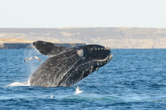 solo_ballenas_excursion-2
