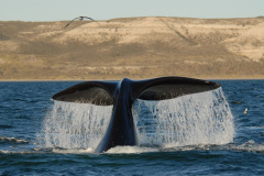 solo_ballenas_excursion-3