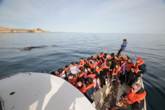 solo_ballenas_excursion-4