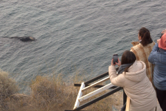 solo_ballenas_excursion-4