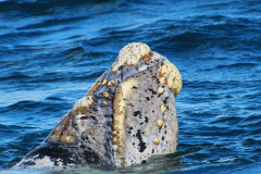 solo_ballenas_excursion-6